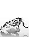 White Tiger